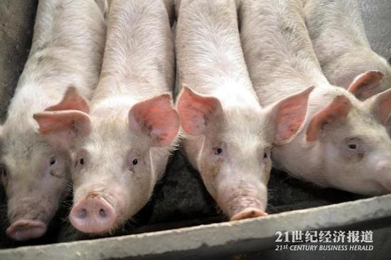 图：从国外引进的洋白猪占领了国内市场，大量本土黑猪濒临灭绝 图源：图虫